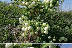 schneeball-gewoehnlicher-gefuellte-blueten