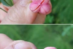 spindelstrauch-pfaffenhuetchen-frucht-detail