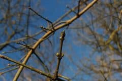 spindelstrauch-pfaffenhuetchen-zweige-knospen