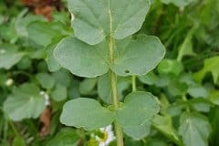 barbarakraut-winterkresse-blatt-oberseite