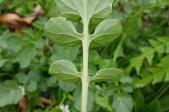 barbarakraut-winterkresse-blatt-unterseite