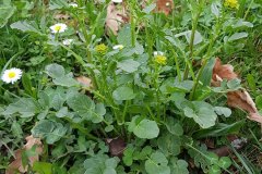 barbarakraut-winterkresse-blueten-knospen