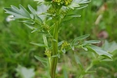 barbarakraut-winterkresse-bluetenstand-knospig