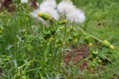 gew-greiskraut-blueten-blaetter-frucht