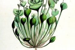 telekie-grosse-illustration