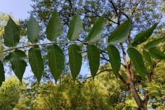 goetterbaum-blatt