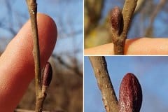 erle-grau-knospen
