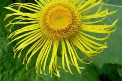 telekie-grosse-bluete-detail