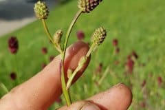 wiesenknopf-grosser-blueten-knospen