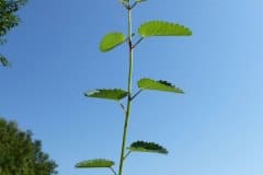 wiesenknopf-grosser-einzel-fiederblatt