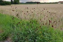 wiesenknopf-grosser-erscheinungsbild