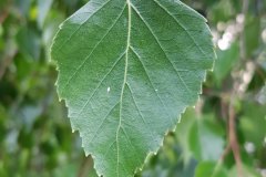 birke-haenge-blatt-oberseite