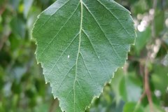 birke-haenge-blatt-oberseite