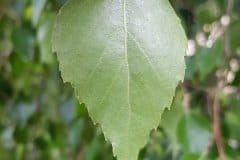 birke-haenge-blatt-unterseite