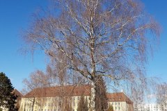 birke-haenge-winter