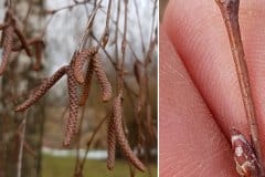 birke-haenge-zweig-knospen