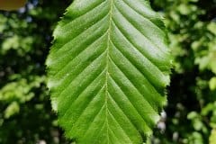 hainbuche-blatt-oberseite