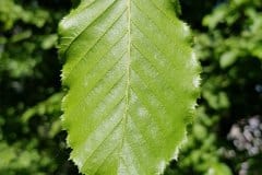 hainbuche-blatt-unterseite