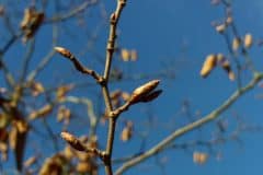 hainbuche-zweig-knospen