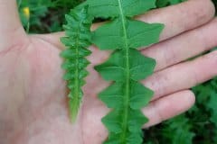 hainsalat-blatt-groessen