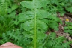 hainsalat-blatt-oberseite