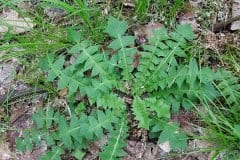 hainsalat-blatt-rosette