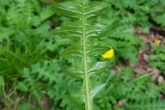 hainsalat-blatt-unterseite
