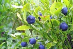 heidelbeere-blaubeere-fruechte