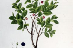 heidelbeere-blaubeere-illustration