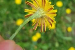 herbst-loewenzahn-bluete-unterseite