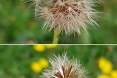 herbst-loewenzahn-fruechte-samen