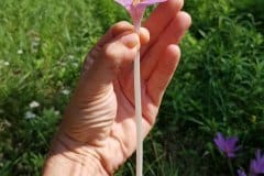 herbstzeitlose-huellblaetter-roehre