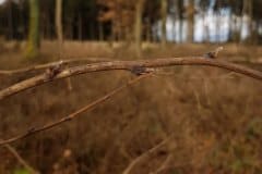 himbeere-winter-knospen