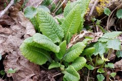 schluesselblume-hohe-austrieb