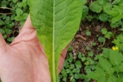 schluesselblume-hohe-einzelblatt-gross