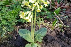 schluesselblume-hohe-erscheinungsbild