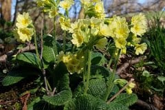 schluesselblume-hohe-erscheinungsbild2