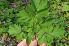 laerchensporn-hohler-blatt-oberseite