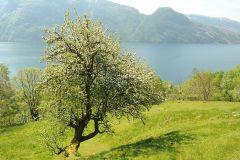 apfel-holz-wild-baum