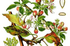 apfel-holz-wild-illustration