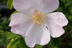 rose-hundsrose-bluete-weiss