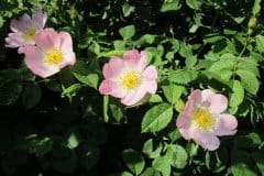 rose-hundsrose-blueten