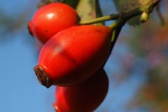 rose-hundsrose-frucht