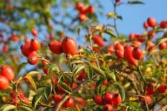 rose-hundsrose-fruchtstand