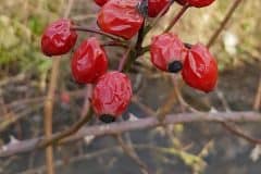rose-hundsrose-fruechte-winter