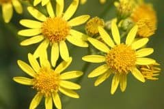 jakobs-greiskraut-blueten-detail