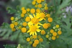 jakobs-greiskraut-bluetenstand