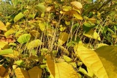 staudenknoeterich-japanischer-herbstlaub