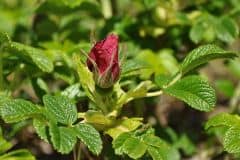 rose-kartoffel-rose-blueten-knospe