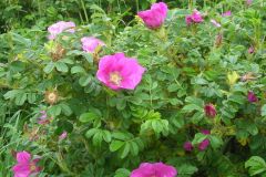 rose-kartoffel-rose-bluetenstand